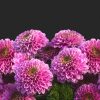 Kostenlose Blumen Hintergrundbilder Downloaden in Blumen Hintergrundbilder Kostenlos