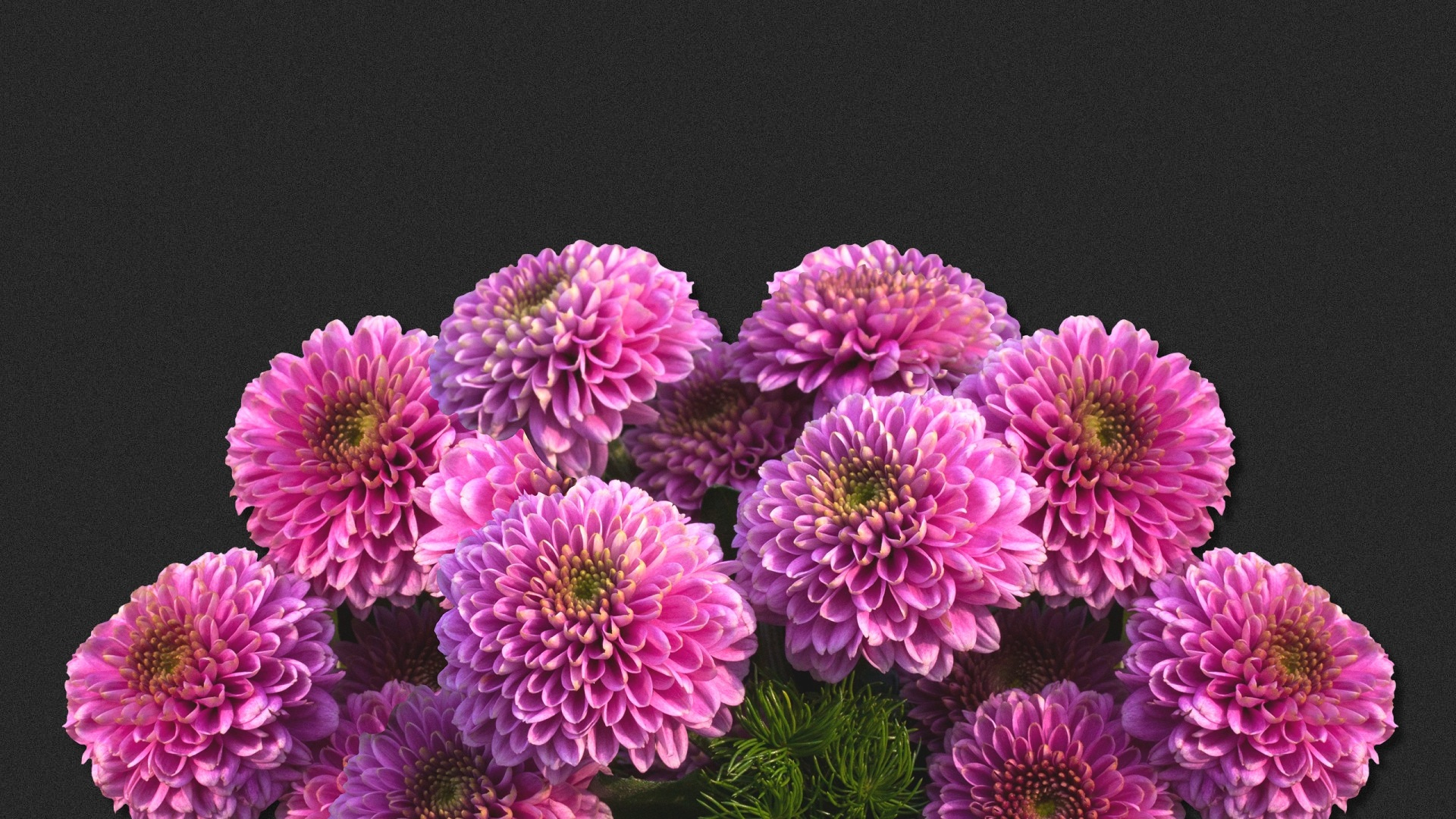 Kostenlose Blumen Hintergrundbilder Downloaden in Blumen Hintergrundbilder Kostenlos