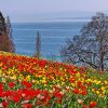 Kostenlose Hintergrundbilder Frühling innen Frühlingsbilder Kostenlos Downloaden