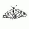 Kostenlose Malvorlagen (Window Color Fensterbilder) Zum Download mit Window Color Schmetterling