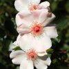 Kostenloses Bild Auf Pixabay - Wildrosen, Blumen, Pflanze über Pflanzen Bilder Kostenlos