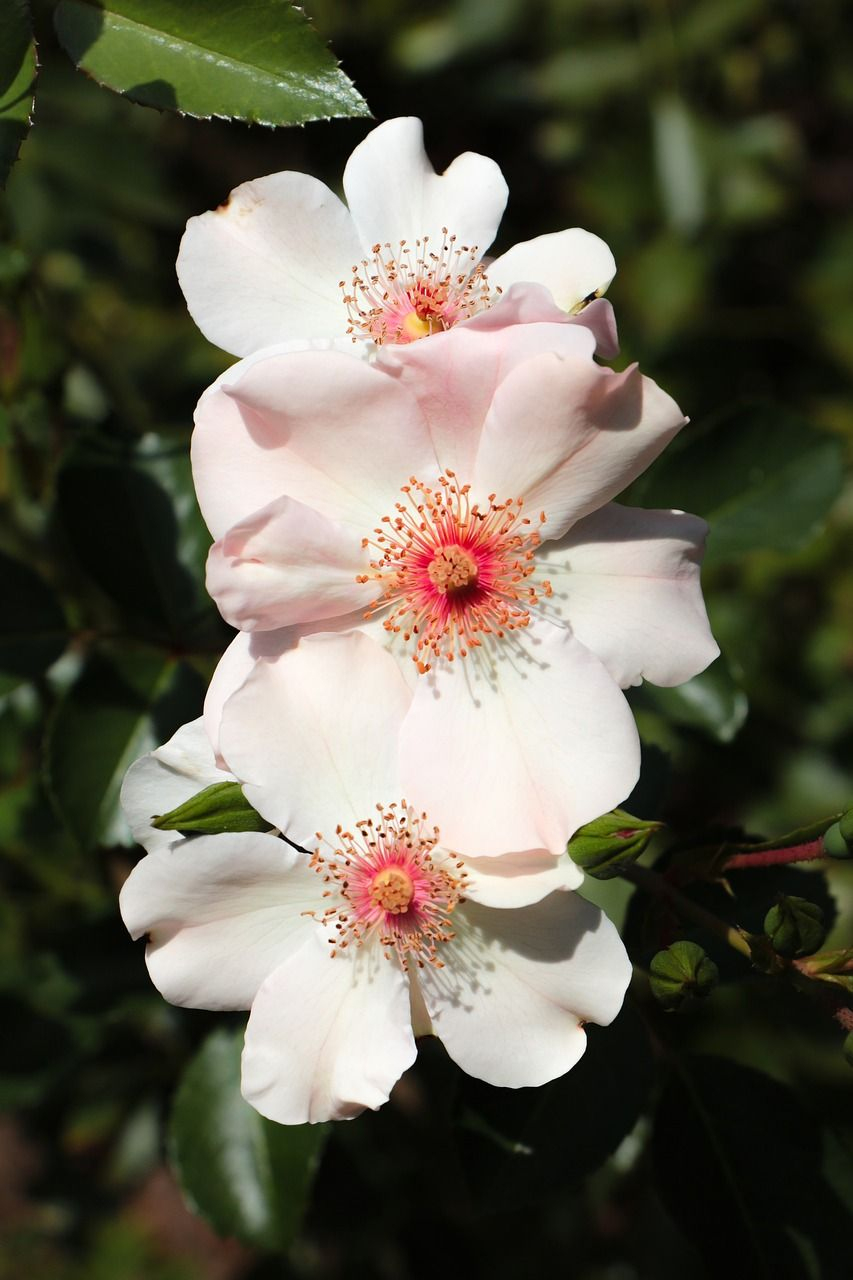Kostenloses Bild Auf Pixabay - Wildrosen, Blumen, Pflanze über Pflanzen Bilder Kostenlos