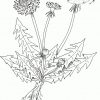 Kraeuter Loewenzahn Ausmalbild &amp; Malvorlage (Blumen bei Pusteblume Malvorlage