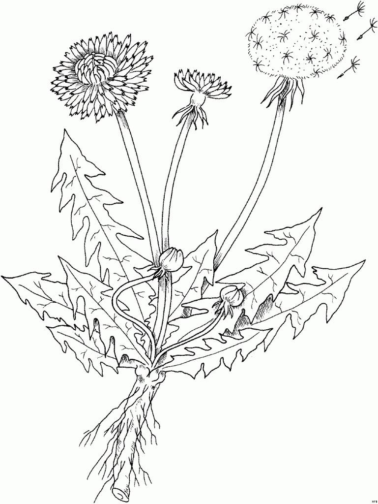 Kraeuter Loewenzahn Ausmalbild &amp; Malvorlage (Blumen bei Pusteblume Malvorlage