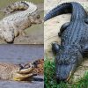 Krokodile – Wikipedia bestimmt für Warum Weinen Krokodile Beim Fressen