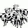 Kuehe Ausmalbild &amp; Malvorlage (Comics) innen Malvorlagen Kühe