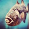 Lachende Tiere | Trift über Lachende Fische