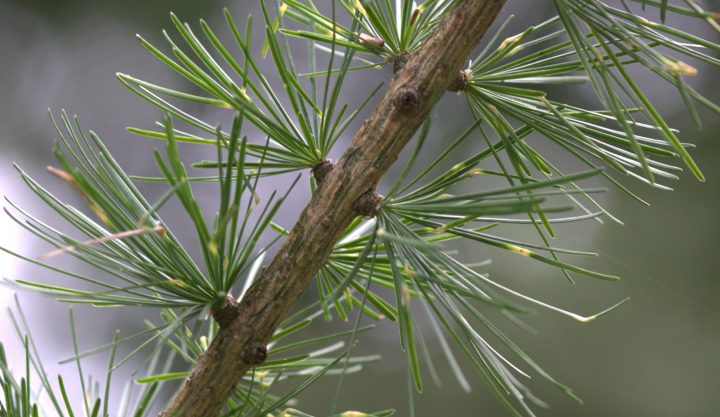 Lärche (Larix Decidua Mill.) - Wala Arzneimittel bestimmt für Welcher Nadelbaum Wirft Seine Nadeln Ab