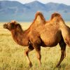 Lebensraum Der Kamele – Kameldungen.de für Wie Lange Können Kamele Ohne Wasser Auskommen