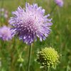 Lebensraum Wiese - (Wild)Pflanzen-Lexikon A-Z | Übersicht verwandt mit Wiesenblume Violett