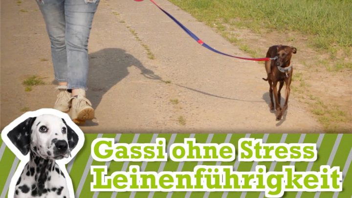 Leinenführigkeit Trainieren, Hund An Der Leine Führen. So Zieht Er Nicht  Mehr An Der Leine (Gassi) verwandt mit Hund Zieht Stark An Der Leine Was Tun