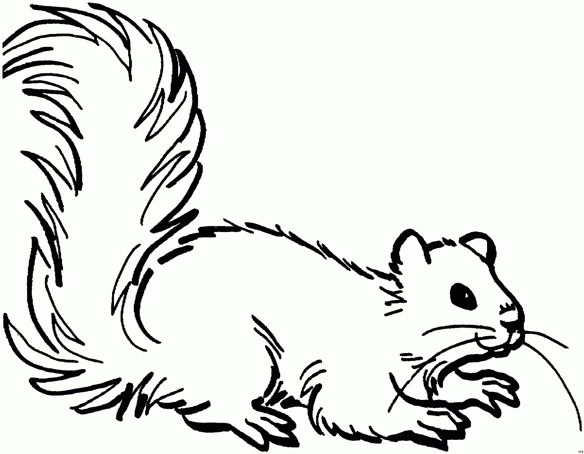 eichhörnchen malvorlage  kinderbilderdownload
