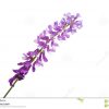 Lila Wiesenblume Stockbild. Bild Von Blume, Bündel innen Wiesenblume Violett