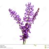 Lila Wiesenblume Stockbild. Bild Von Frisch, Relax, Floral bei Wiesenblume Violett
