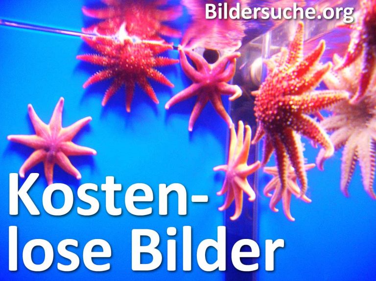 Lizenzfreie Bilder Zur Kostenlosen Nutzung innen Blumenbilder Kostenlos