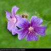 Lizenzfreies Bild 1282081 - Wiesenblumen in Wiesenblume Violett