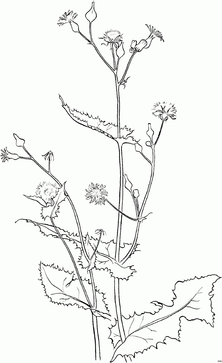 Loewenzahn Ausmalbild &amp; Malvorlage (Blumen) in Löwenzahn Ausmalbild