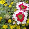 Lustige Blumen - Beet, Grün, Rosa, Pink Von Brigitte Schäfer für Lustige Blumenbilder