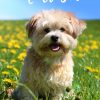Malteser Hund Steckbrief (Mit Bildern) | Hunderassen, Hunde über Hunderasse 7 Buchstaben