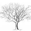 Malvorlage Baum Ohne Blätter (Mit Bildern) | Baum Zeichnung bei Malvorlage Baum Mit Ästen