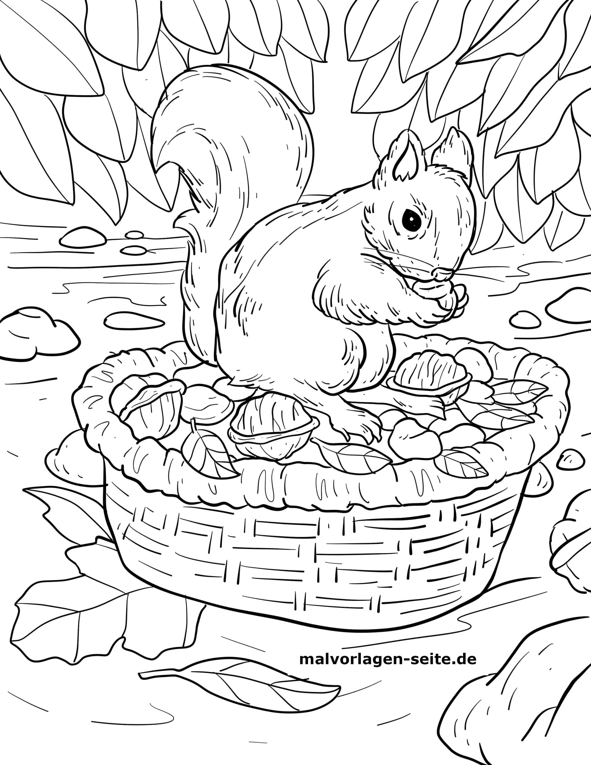 Malvorlage Eichhörnchen Futtersuche Herbst - Ausmalbilder bei Eichhörnchen Malvorlage