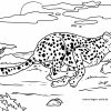 Malvorlage Gepard | Tiere - Ausmalbilder Kostenlos Herunterladen bestimmt für Malvorlagen Kostenlos Tiere