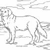Malvorlage Golden Retriever | Hunde - Ausmalbilder Kostenlos ganzes Malvorlagen Hunde