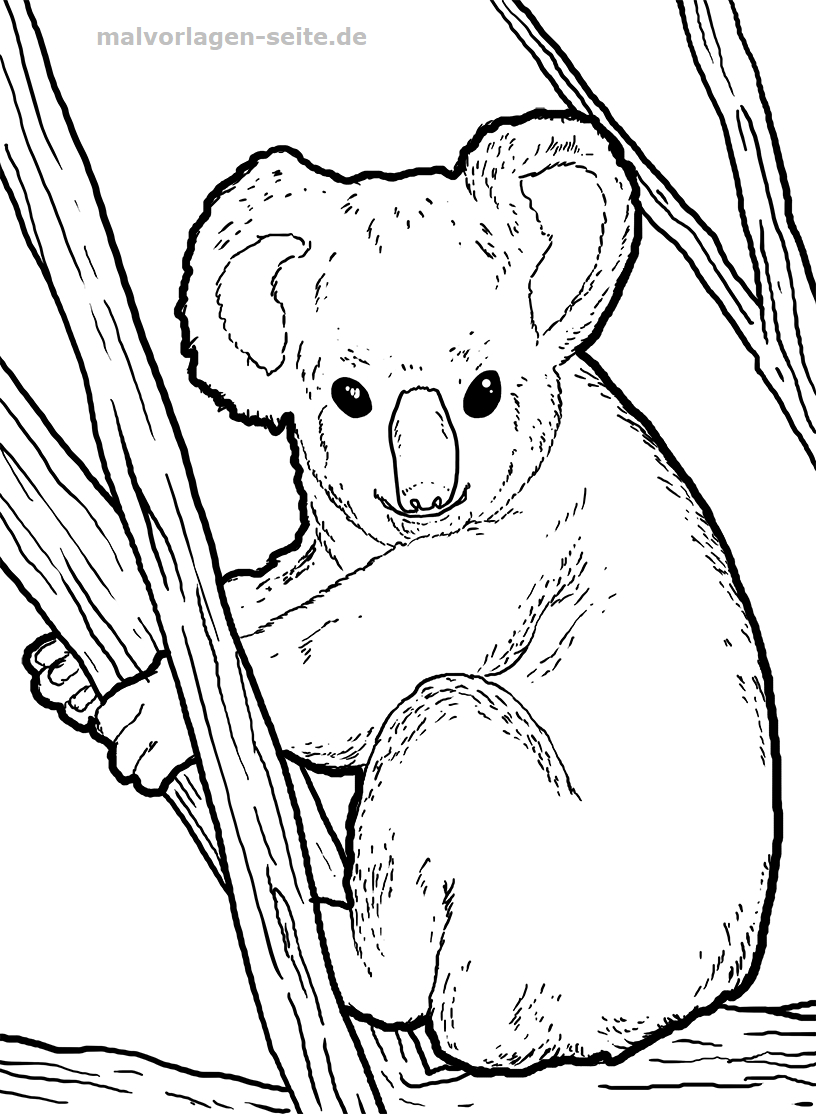 Malvorlage Koala | Tiere - Ausmalbilder Kostenlos Herunterladen für Koala Ausmalbild