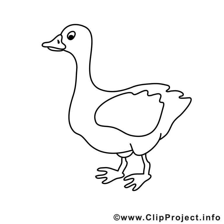 Ausmalbilder Gänse Malvorlagen Kostenlos Zum Ausdrucken