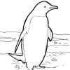 Malvorlage Pinguin | Tiere - Ausmalbilder Kostenlos innen Pinguin Malvorlage