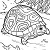 Malvorlage Schildkröte | Tiere - Ausmalbilder Kostenlos für Malvorlage Schildkröte