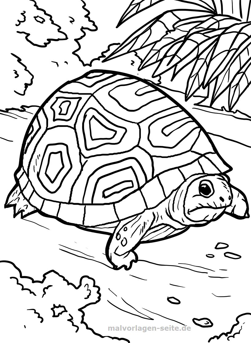 Malvorlage Schildkröte | Tiere - Ausmalbilder Kostenlos innen Schildkröte Ausmalbild