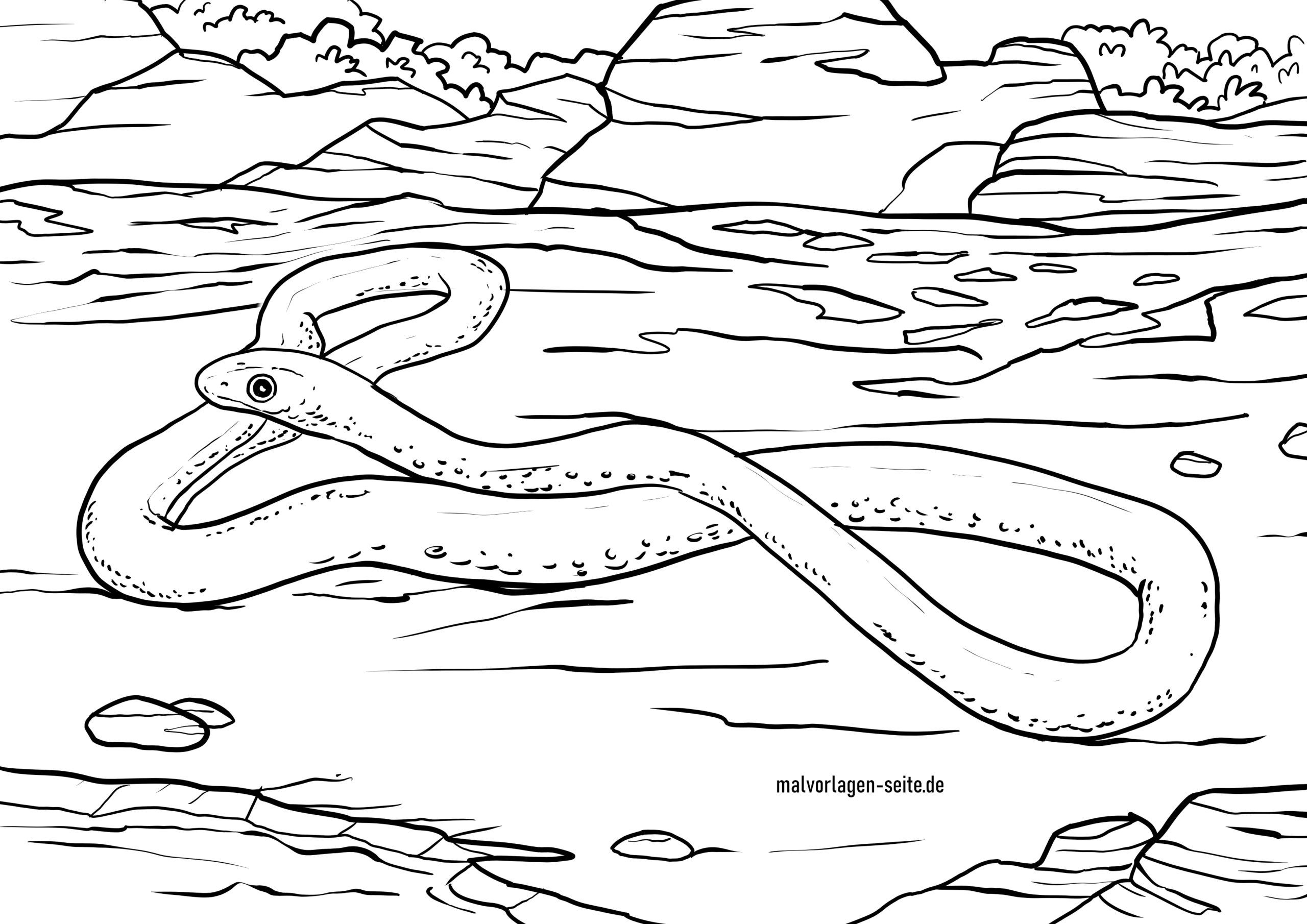 Malvorlage Schlange - Giftschlange - Ausmalbilder Kostenlos für Schlange Zum Ausmalen