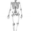 Malvorlage Skelett - Kostenlose Ausmalbilder Zum Ausdrucken. mit Skelett Ausdrucken