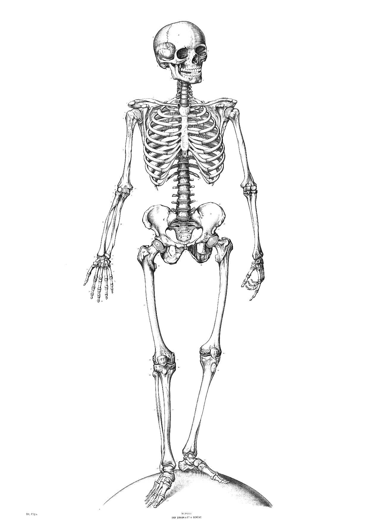 Malvorlage Skelett - Kostenlose Ausmalbilder Zum Ausdrucken. mit Skelett Zum Ausmalen