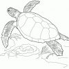 Malvorlagen Schildkröten | Coloring And Malvorlagan für Schildkröte Ausmalbild