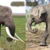 Mayday Elefanten - Über Die Elefanten › Mayday Elefanten in Unterschied Afrikanischer Und Indischer Elefant