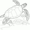 Meeresschildkroeten Ausmalbilder #ausmalbilder für Schildkröte Ausmalbild