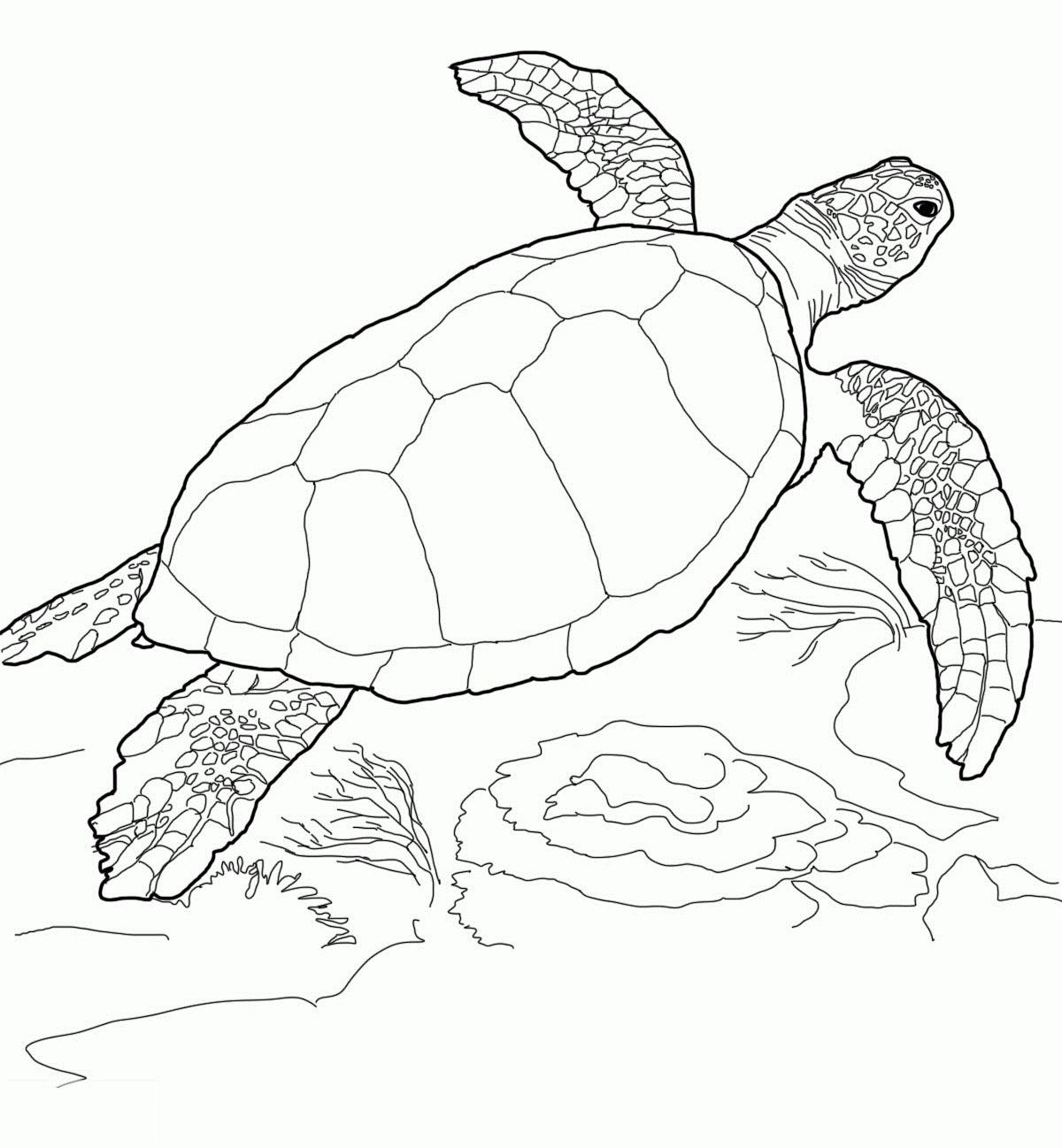 Meeresschildkroeten Ausmalbilder #ausmalbilder für Schildkröte Ausmalbild