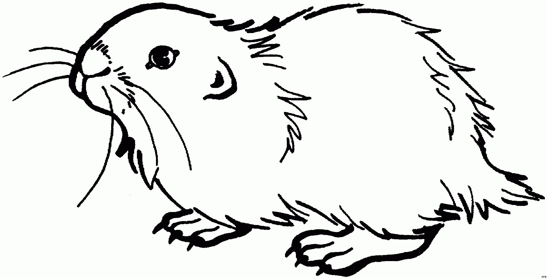 Meerschweinchen Suess Ausmalbild &amp; Malvorlage (Tiere) verwandt mit Ausmalbild Meerschweinchen