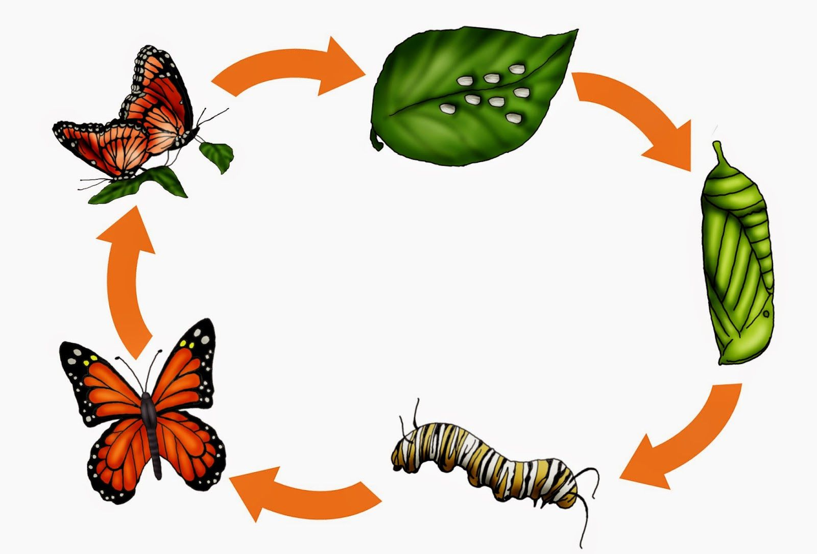 Monarchfalter | Schmetterling Projekt, Schmetterling in Von Der Raupe Zum Schmetterling Kindergarten