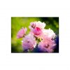Morgens Mit Rose Sommerwind An Lavendel | Rosenbilder innen Blumenbilder Rosen