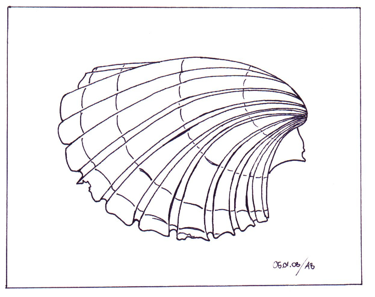 Muschel-Zeichnung | Muscheln Zeichnen, Zeichnungen, Zeichnen ganzes Muscheln Malen