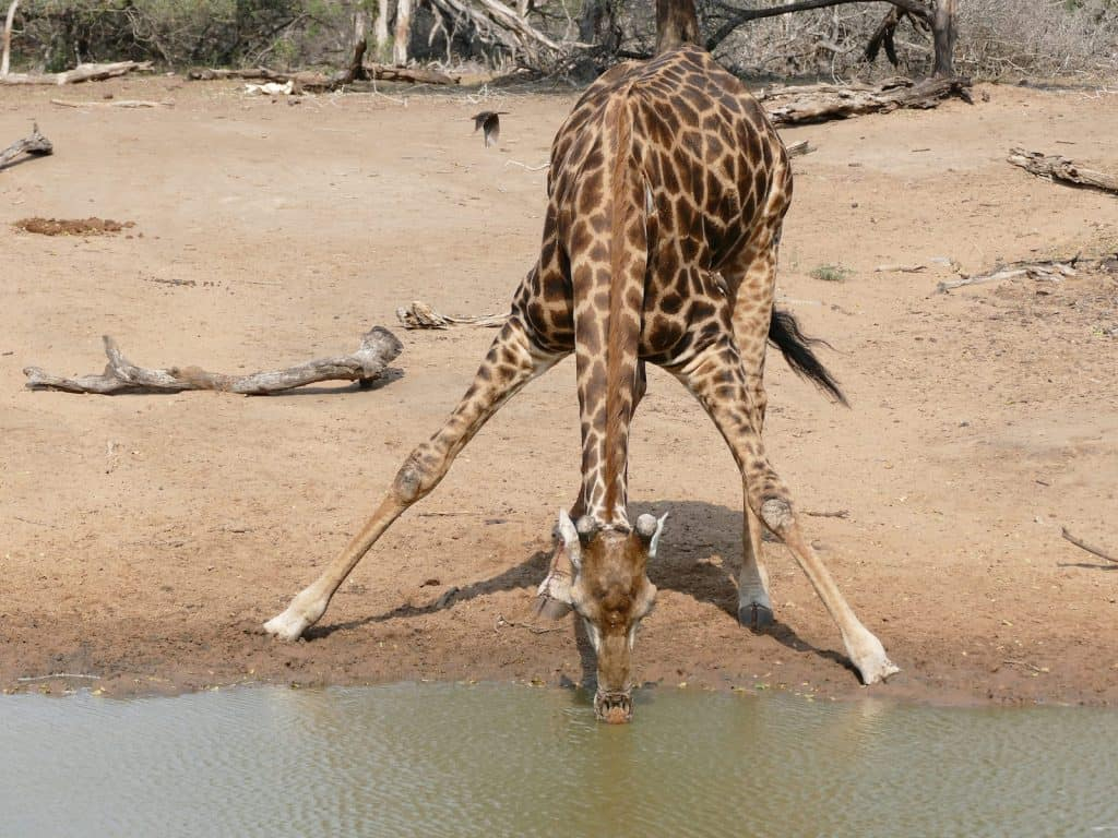 Natur Bewegt! - Giraffe, Wieso Hast Du Denn So Einen Langen bestimmt für Warum Haben Giraffen Einen Langen Hals