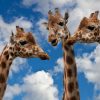 Natur Bewegt! - Giraffe, Wieso Hast Du Denn So Einen Langen verwandt mit Warum Haben Giraffen Einen Langen Hals