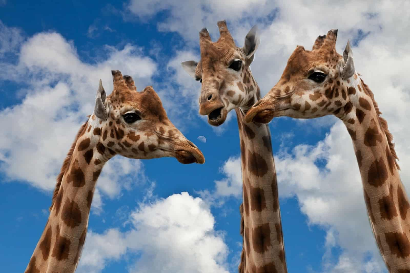 Natur Bewegt! - Giraffe, Wieso Hast Du Denn So Einen Langen verwandt mit Warum Haben Giraffen Einen Langen Hals