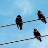 Nur Eine Frage: Warum Können Vögel Auf Stromleitungen Sitzen verwandt mit Warum Können Vögel Auf Stromleitungen Sitzen