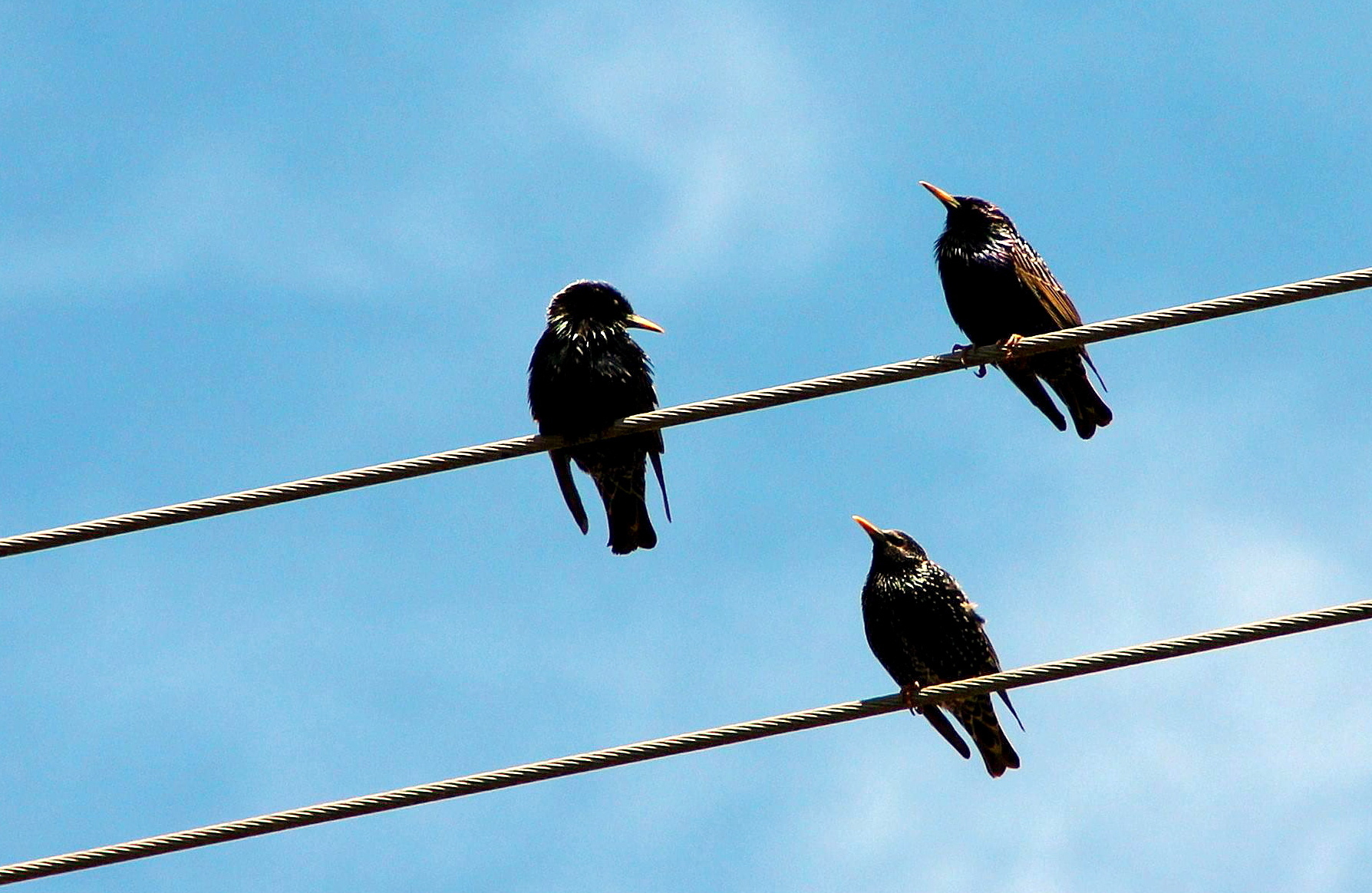 Nur Eine Frage: Warum Können Vögel Auf Stromleitungen Sitzen verwandt mit Warum Können Vögel Auf Stromleitungen Sitzen