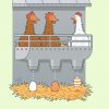 Ostern Und Eier: Warum Legen Hühner Weiße Und Braune? - Der bestimmt für Warum Gibt Es Weiße Und Braune Eier
