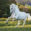 Percheron Pferde Bilder Kostenlos Herunterladen | Bilder Und ganzes Pferde Bilder Kostenlos Herunterladen